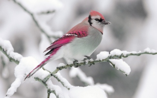 Snow Bird - Obrázkek zdarma pro 1440x1280