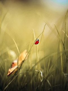 Lady Bug At Meadow wallpaper 240x320