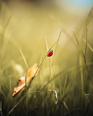 Lady Bug At Meadow - Obrázkek zdarma pro 132x176