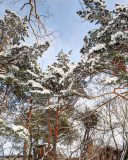 Das Snowy Trees Wallpaper 128x160
