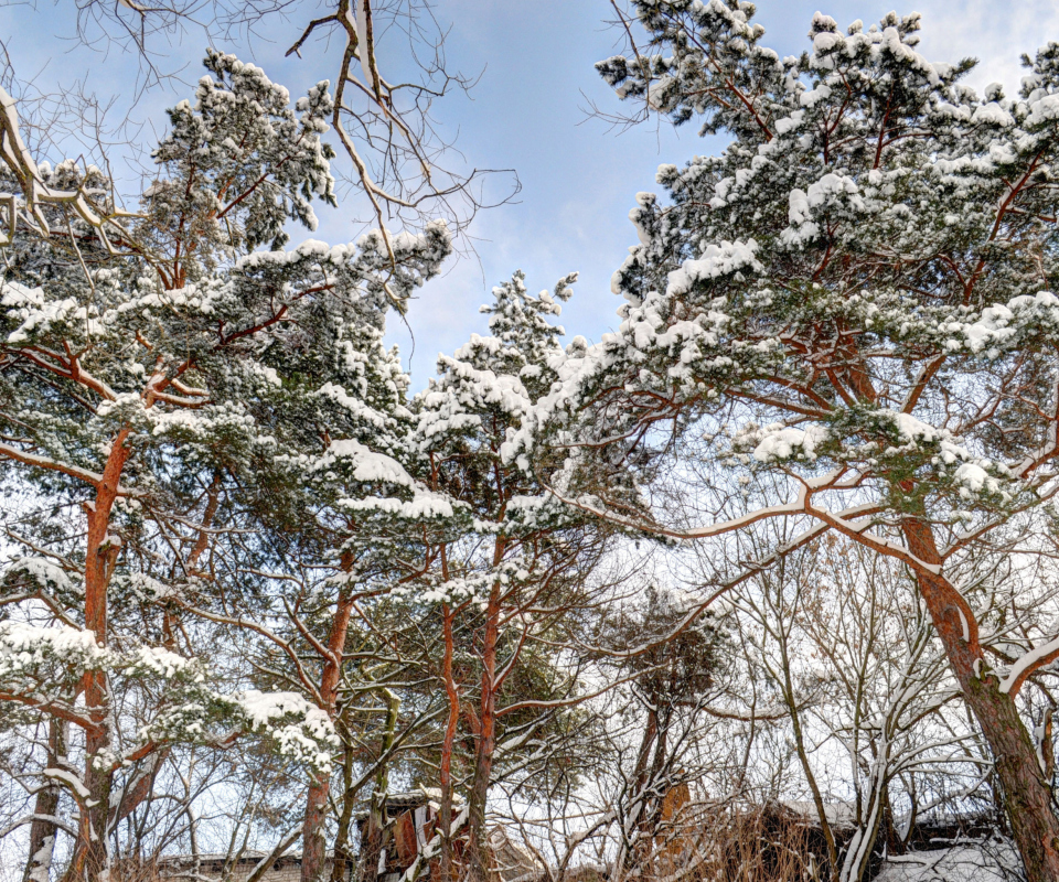 Snowy Trees screenshot #1 960x800