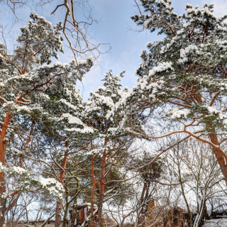 Snowy Trees - Obrázkek zdarma pro iPad Air