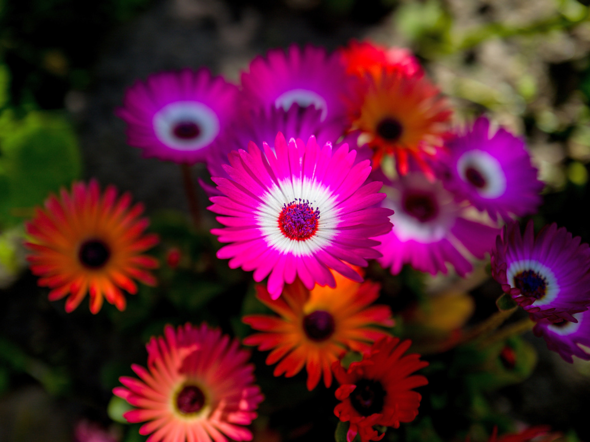 Das Colorful Blossom Wallpaper 1152x864