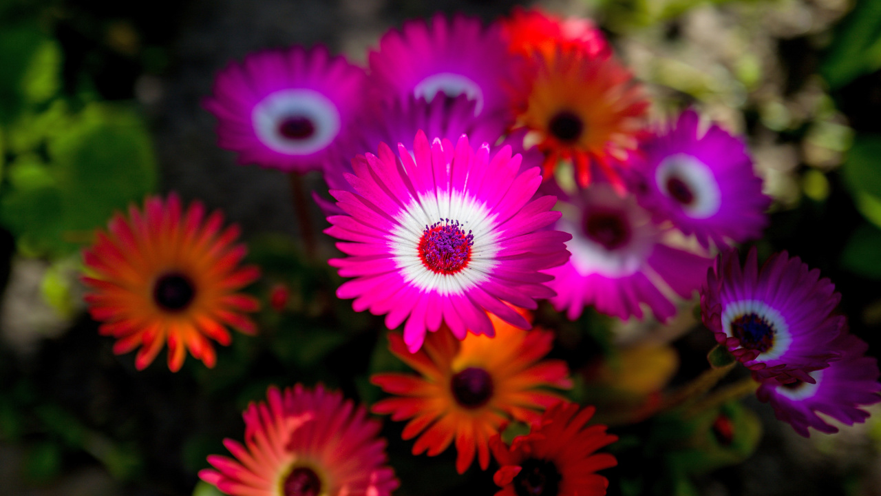 Colorful Blossom screenshot #1 1280x720