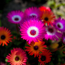 Sfondi Colorful Blossom 128x128