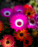 Fondo de pantalla Colorful Blossom 128x160