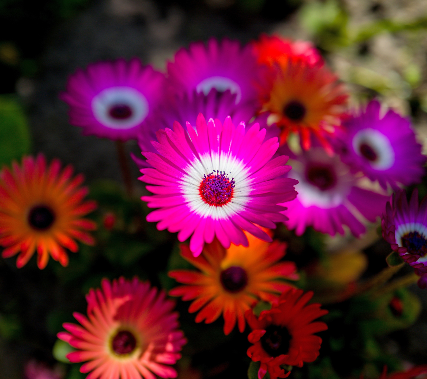 Обои Colorful Blossom 1440x1280