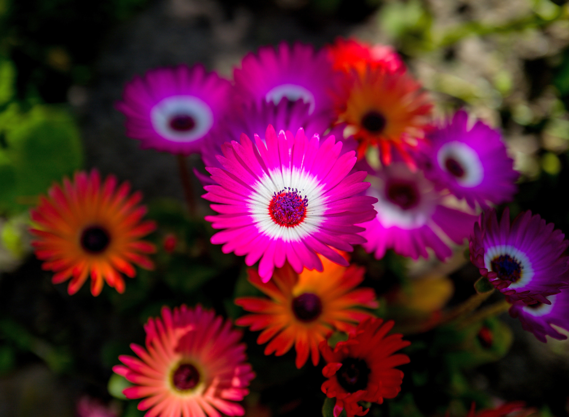 Colorful Blossom screenshot #1 1920x1408