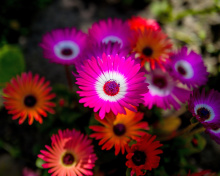 Das Colorful Blossom Wallpaper 220x176