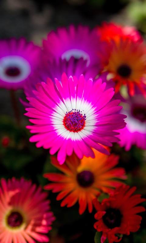 Fondo de pantalla Colorful Blossom 480x800