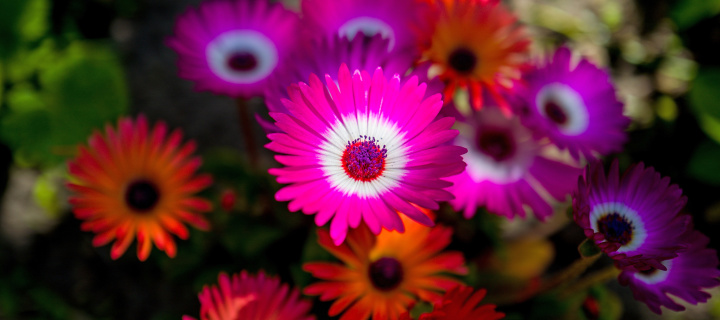 Обои Colorful Blossom 720x320