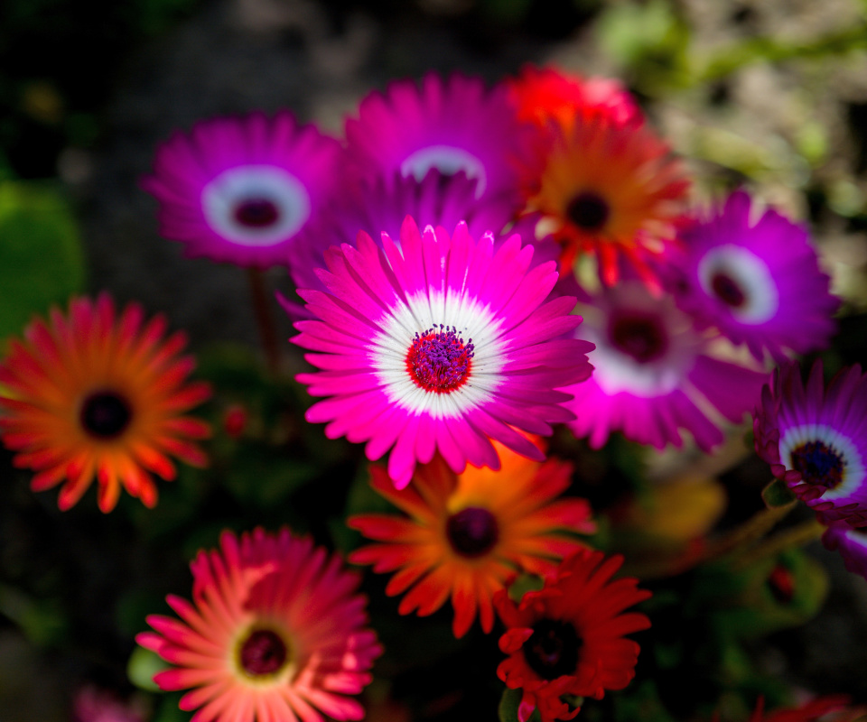 Colorful Blossom screenshot #1 960x800