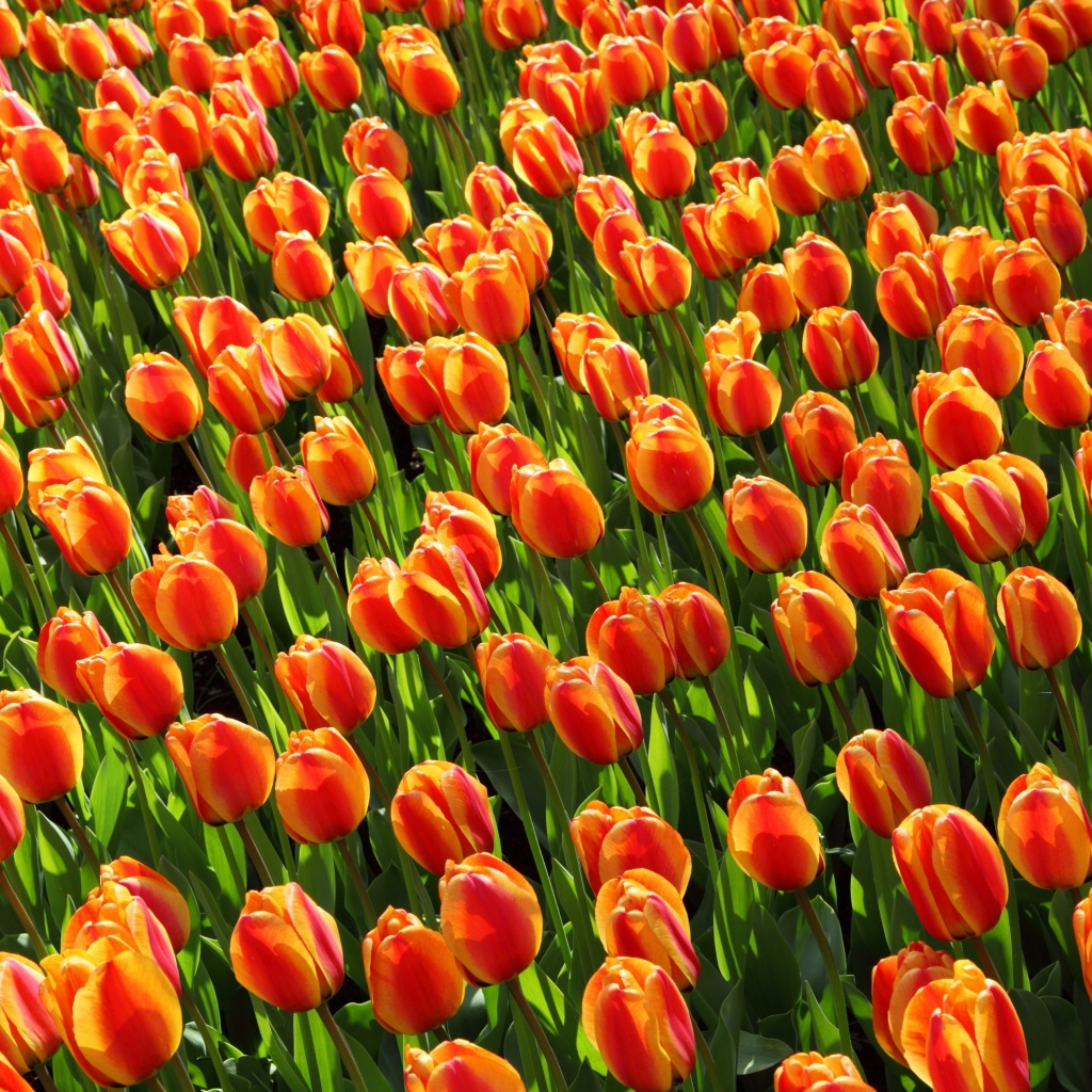 Istanbul Tulip Festival screenshot #1 1024x1024