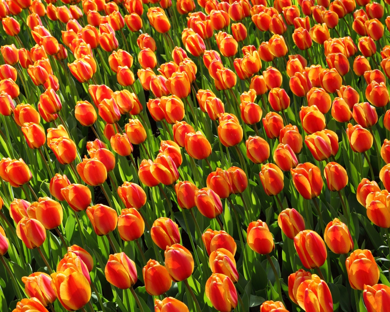 Sfondi Istanbul Tulip Festival 1280x1024