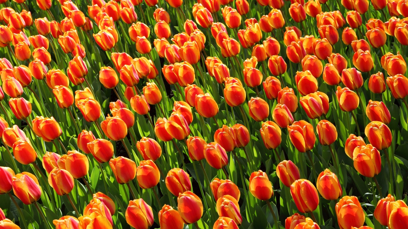 Istanbul Tulip Festival wallpaper 1366x768