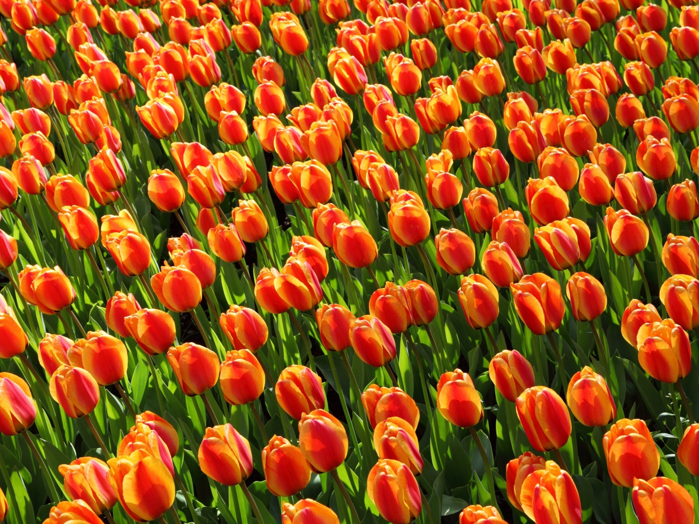Sfondi Istanbul Tulip Festival 1400x1050