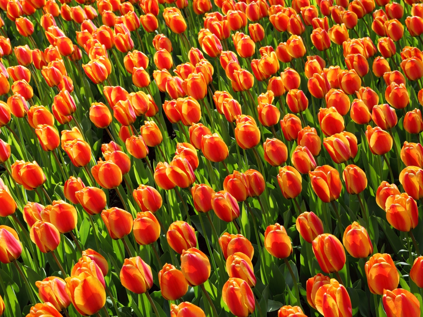 Das Istanbul Tulip Festival Wallpaper 1400x1050