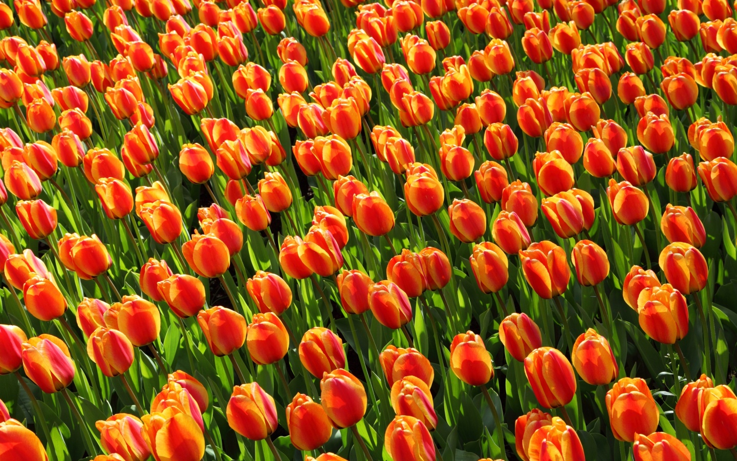 Fondo de pantalla Istanbul Tulip Festival 1440x900