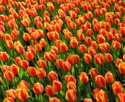 Обои Istanbul Tulip Festival 176x144