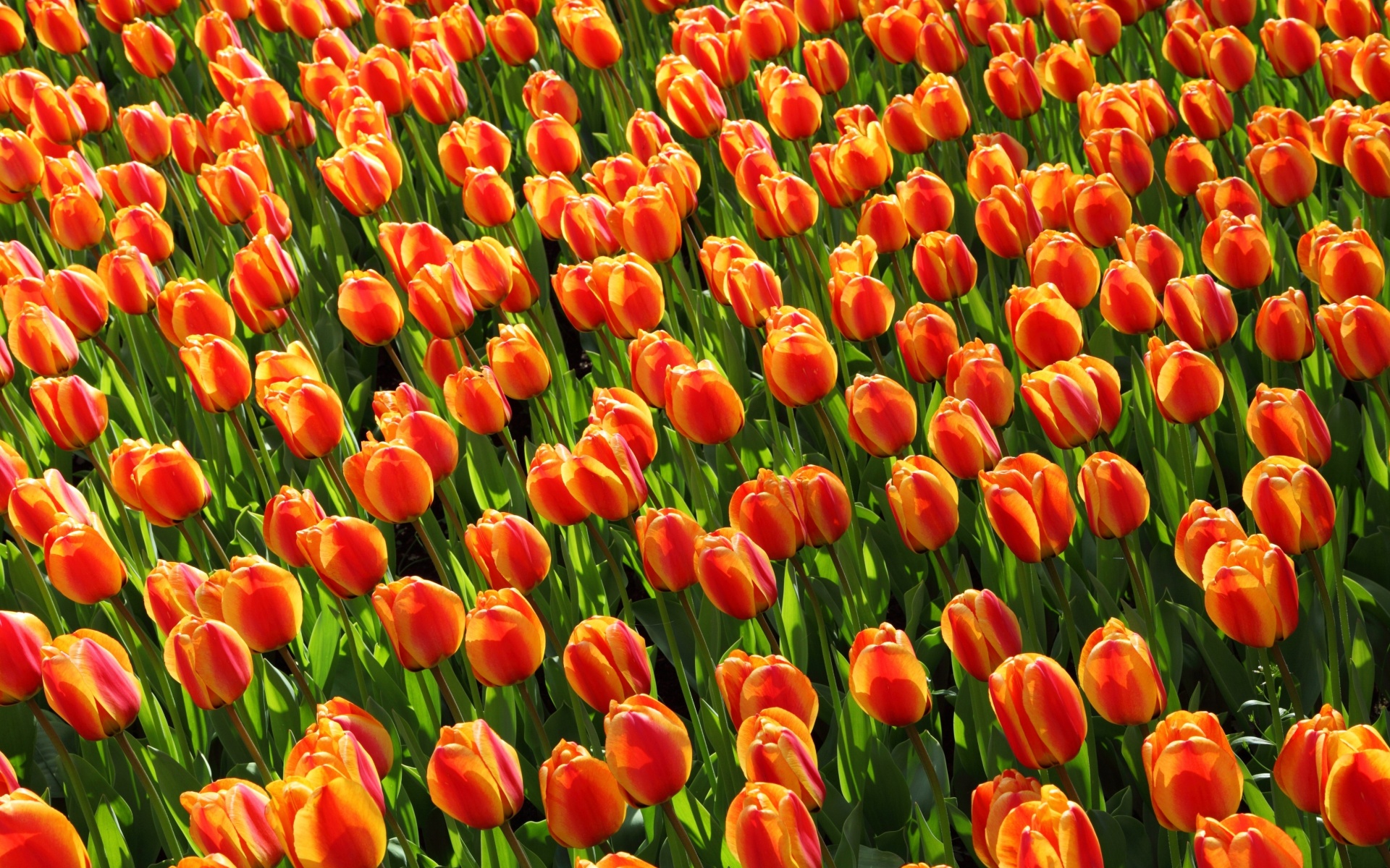 Istanbul Tulip Festival screenshot #1 1920x1200