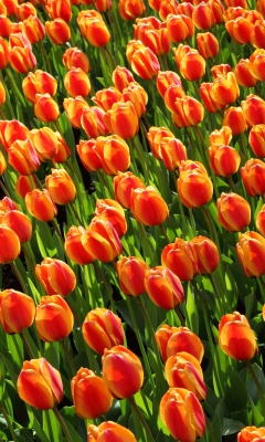 Das Istanbul Tulip Festival Wallpaper 240x400