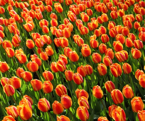 Istanbul Tulip Festival wallpaper 480x400