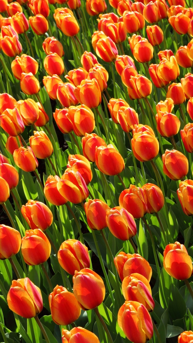 Обои Istanbul Tulip Festival 640x1136