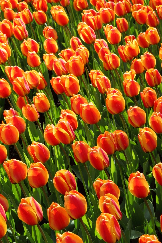 Istanbul Tulip Festival screenshot #1 640x960