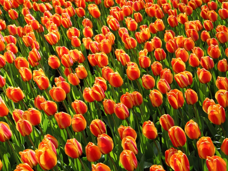 Обои Istanbul Tulip Festival 800x600