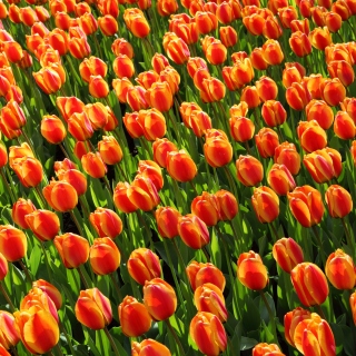 Istanbul Tulip Festival sfondi gratuiti per 1024x1024