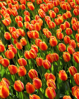 Istanbul Tulip Festival sfondi gratuiti per 176x220