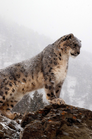 Fondo de pantalla Snow Leopard 320x480