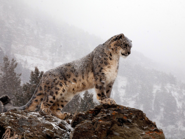 Sfondi Snow Leopard 640x480