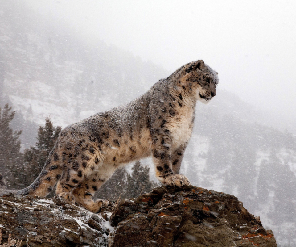 Das Snow Leopard Wallpaper 960x800