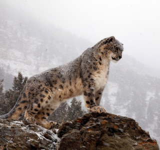 Snow Leopard - Obrázkek zdarma pro iPad mini 2