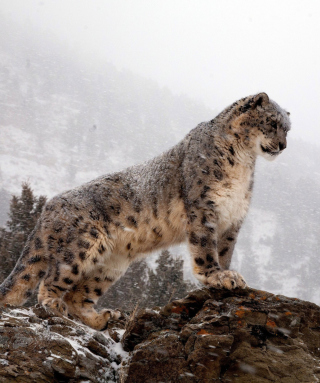 Snow Leopard - Obrázkek zdarma pro 240x320