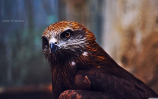 Eagle Picture for Android, iPhone and iPad