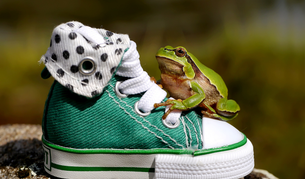 Обои Green Frog Sneakers 1024x600