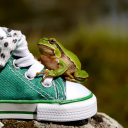 Fondo de pantalla Green Frog Sneakers 128x128