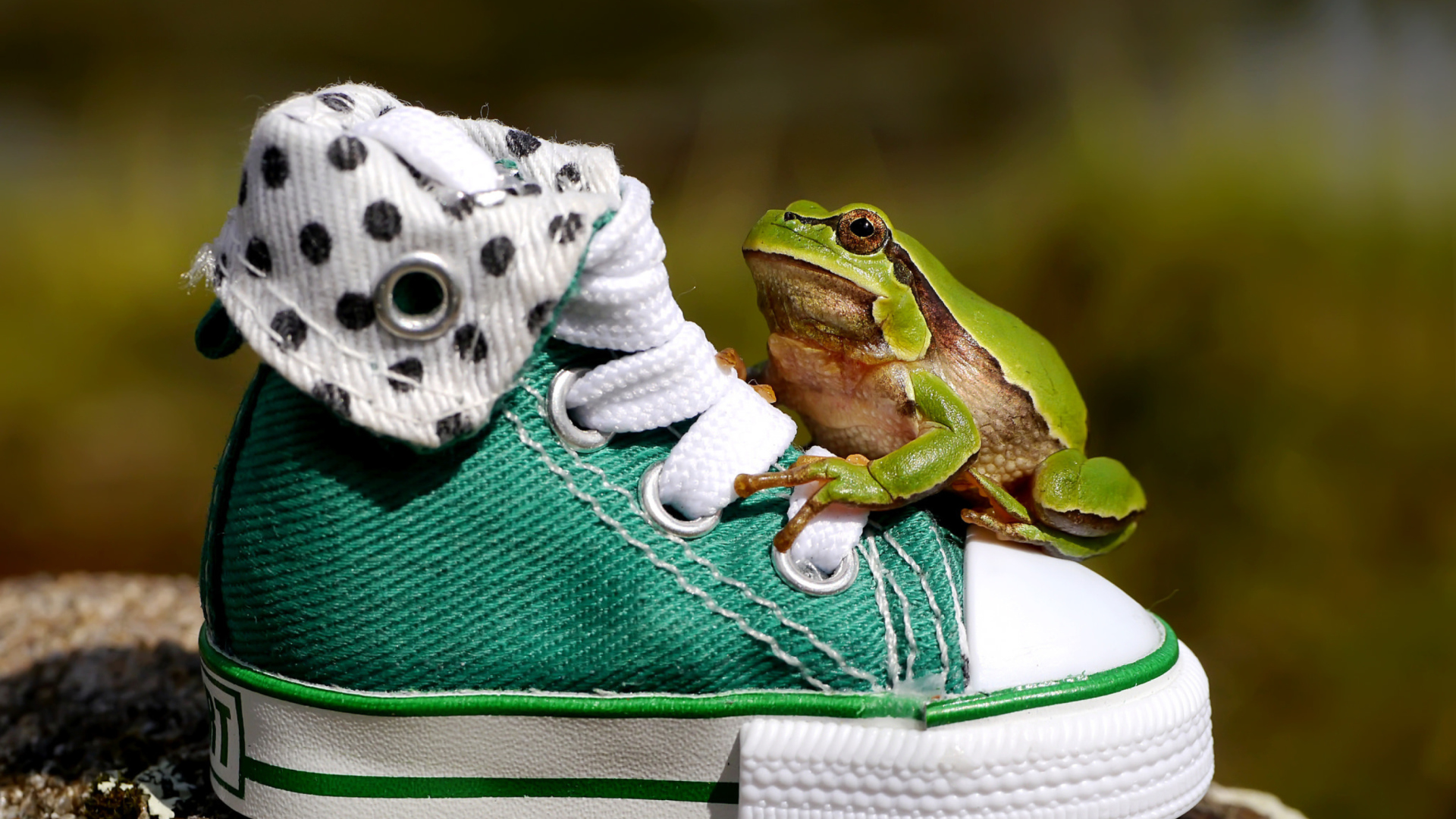 Screenshot №1 pro téma Green Frog Sneakers 1920x1080