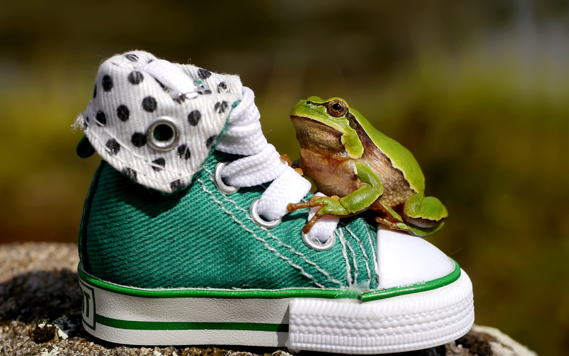 Обои Green Frog Sneakers 1920x1200