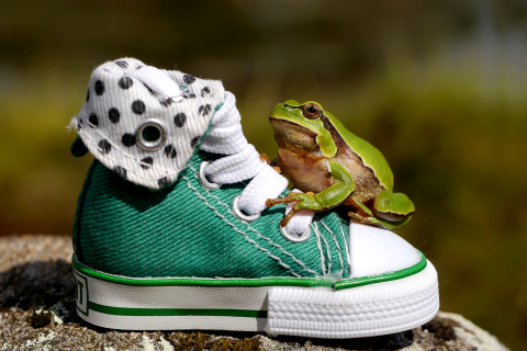 Обои Green Frog Sneakers 480x320