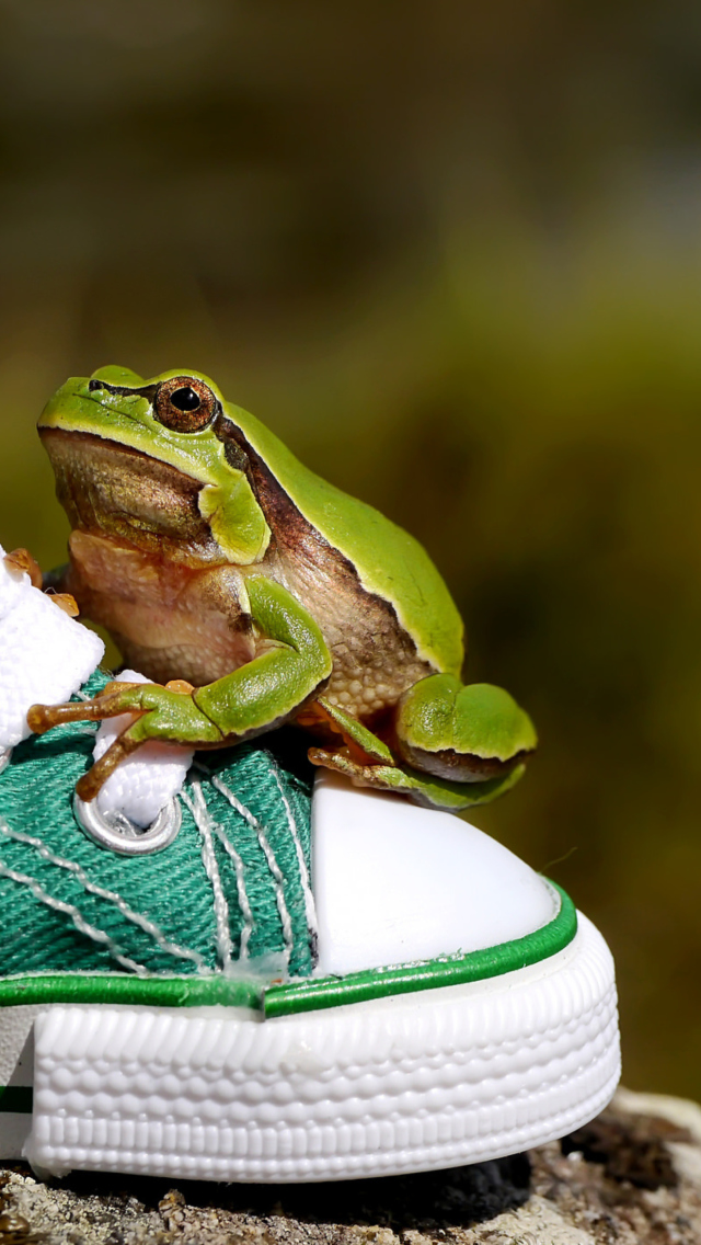 Green Frog Sneakers wallpaper 640x1136