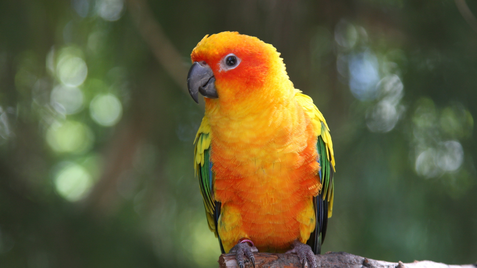 Sfondi Golden Parrot 1600x900