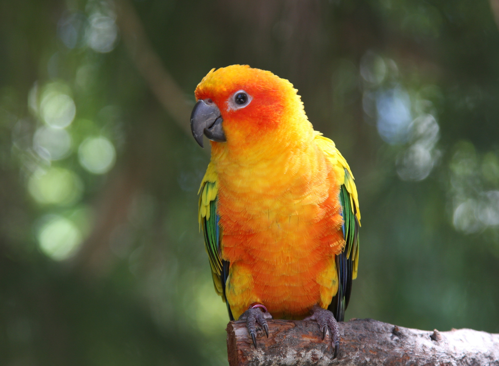 Sfondi Golden Parrot 1920x1408