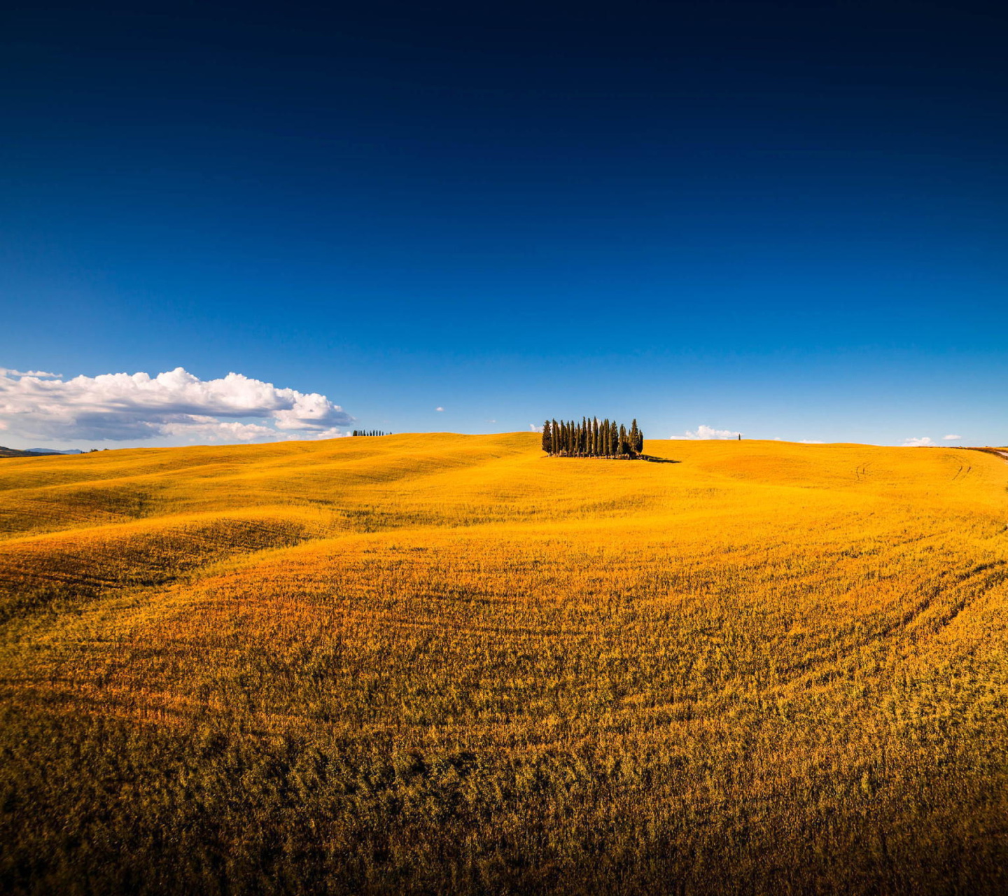 Sfondi Montalcino in Tuscany 1440x1280