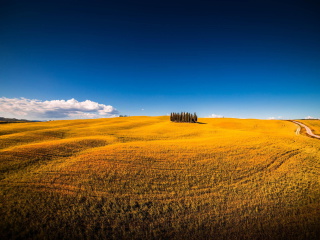 Screenshot №1 pro téma Montalcino in Tuscany 320x240