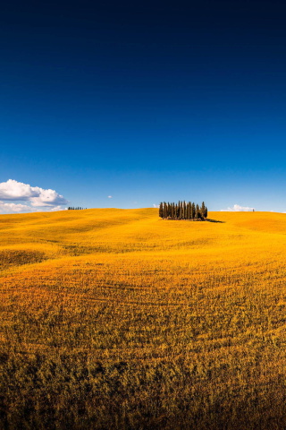 Fondo de pantalla Montalcino in Tuscany 320x480