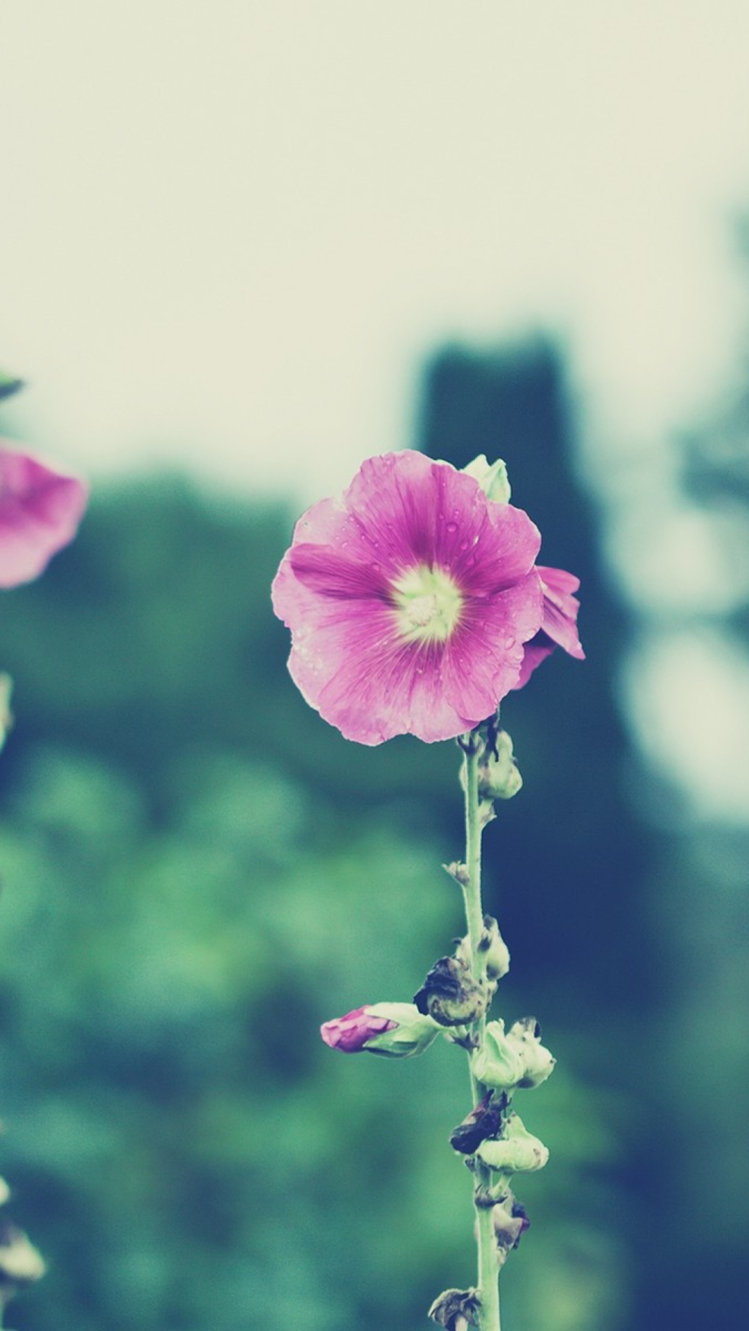 Vintage Pink Flowers screenshot #1 1080x1920