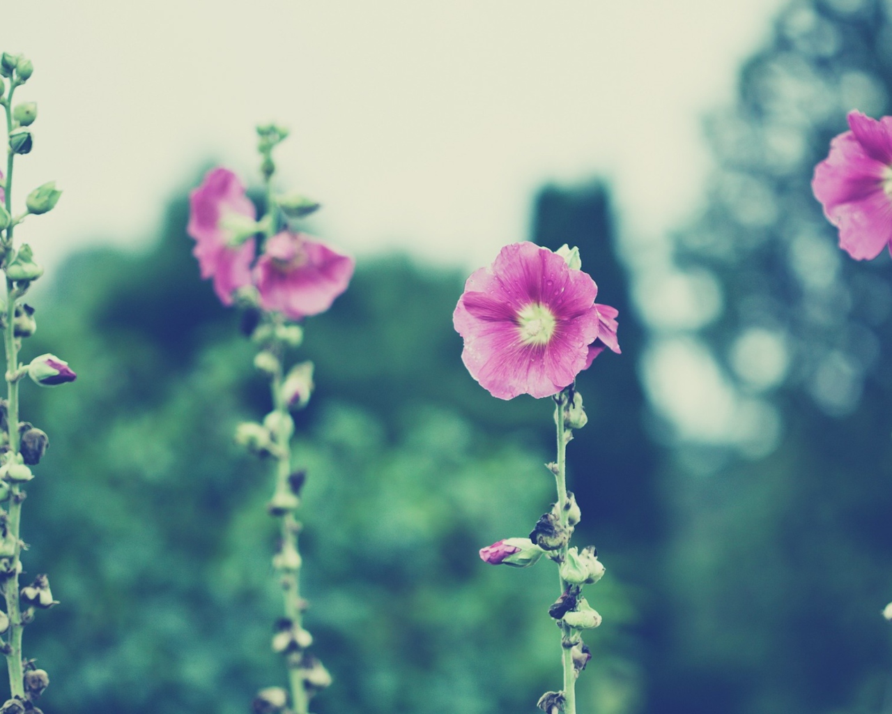 Screenshot №1 pro téma Vintage Pink Flowers 1280x1024